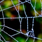 "Filligrane und Zerbrechliche Schönheit der Natur" Spinnennetz mit Morgentau