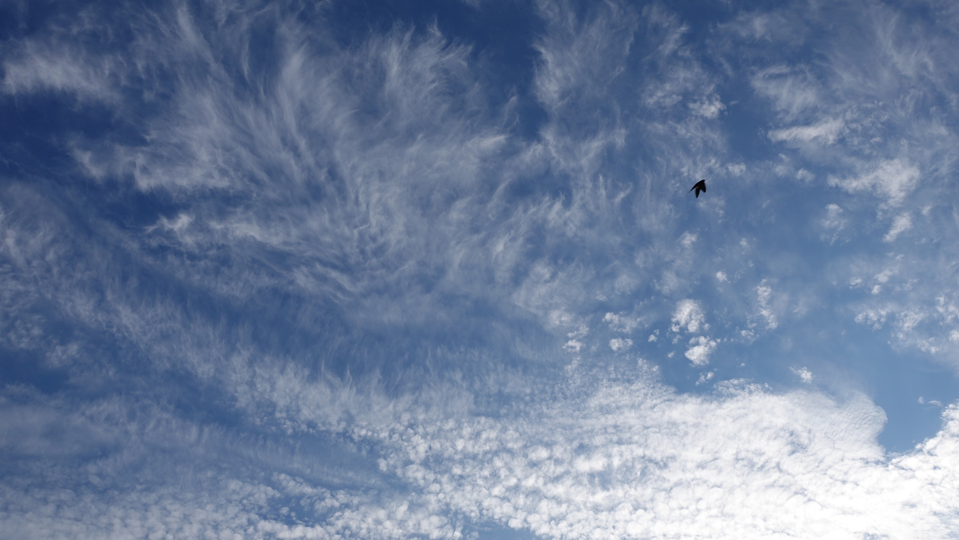 Filligrane Wolken mit Vogel