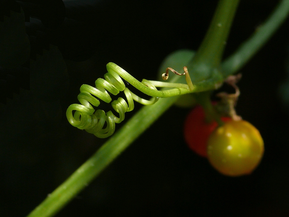 Filligranes aus der Giftkiste der Natur