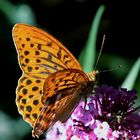 Film der Euch das Treiben am Sommerflieder näher bringen soll