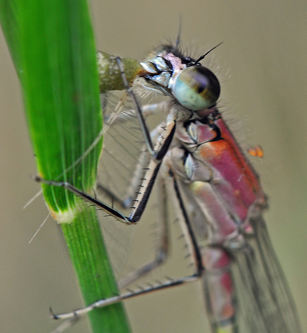 Film und Foto - Libelle mit Beute