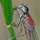 Film und Foto - Libelle mit Beute