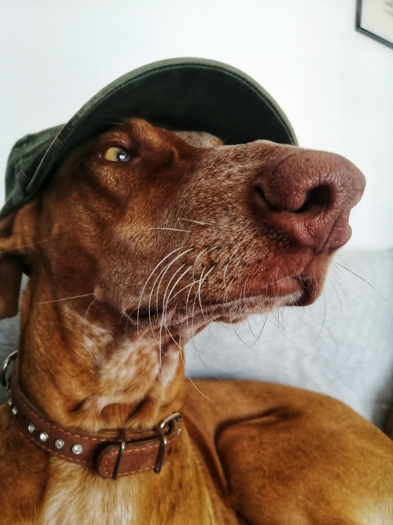 Filmhund Bono