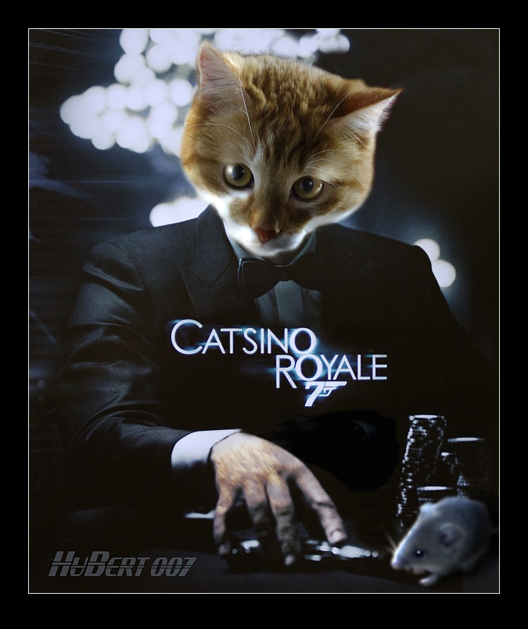 Filmpremiere zu Ostern: Kater Hubert in "CATSINO ROYALE 007"