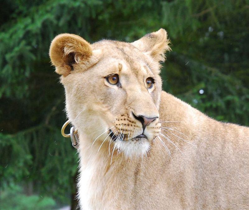 Filmtierpark Löwin Alba (Joe Bodemann) in Eschede