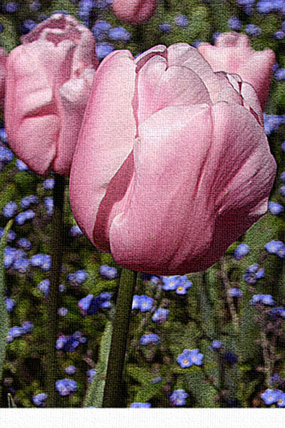 Filoli Tulip