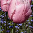 Filoli Tulip