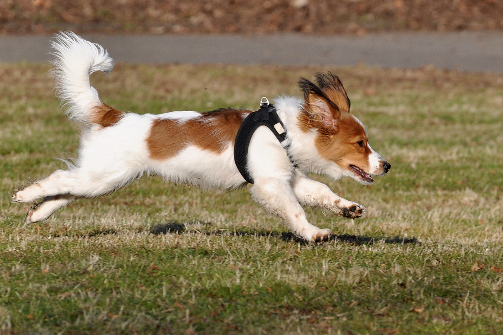 Filou (2) Foto &amp; Bild tiere, haustiere, hunde Bilder auf