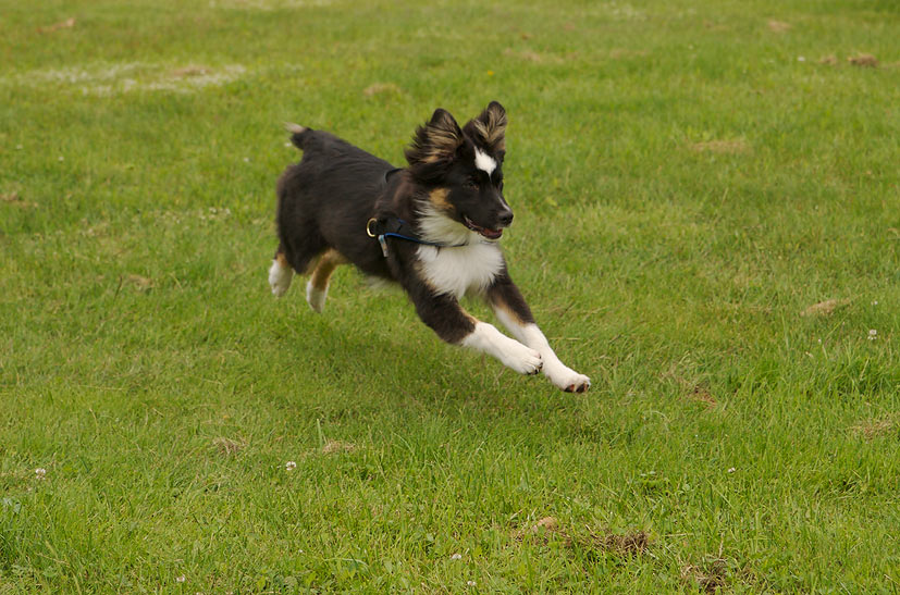 Filou auf der Jagd ;)