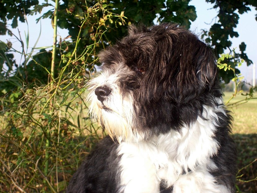 Filou Foto & Bild tiere, haustiere, hunde Bilder auf
