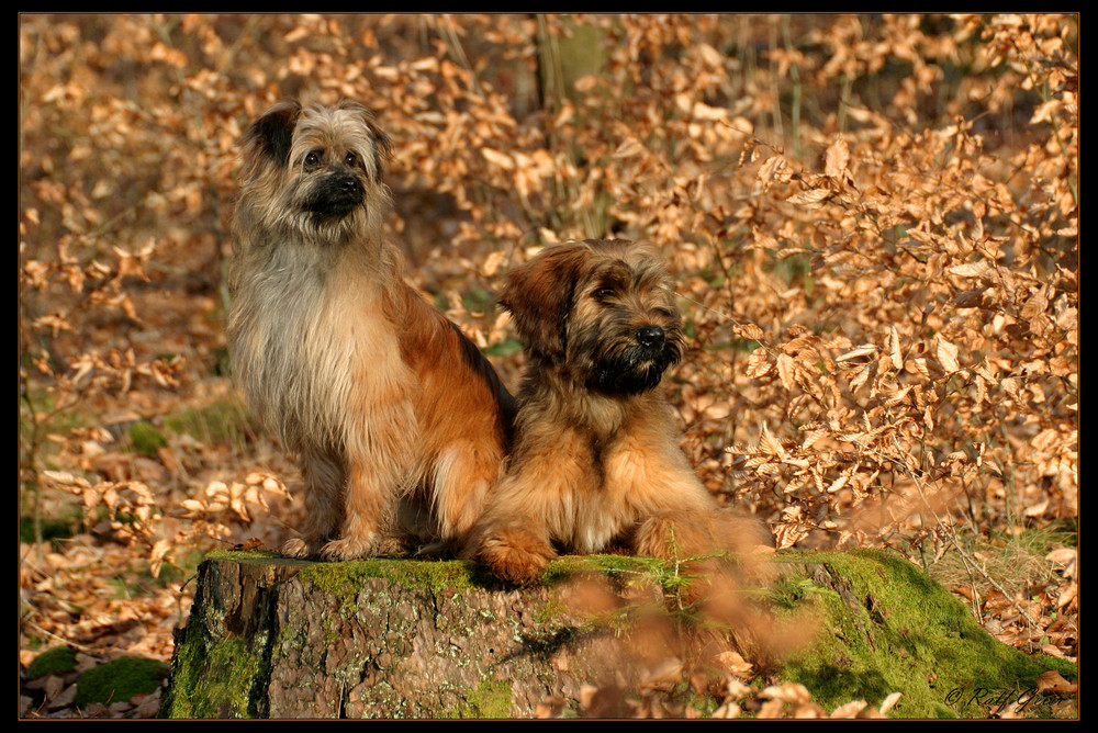 Filou &amp; Buddy Foto &amp; Bild tiere, haustiere, hunde Bilder auf