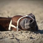 Filou genießt die letzten Sonnenstrahlen im Sandbad