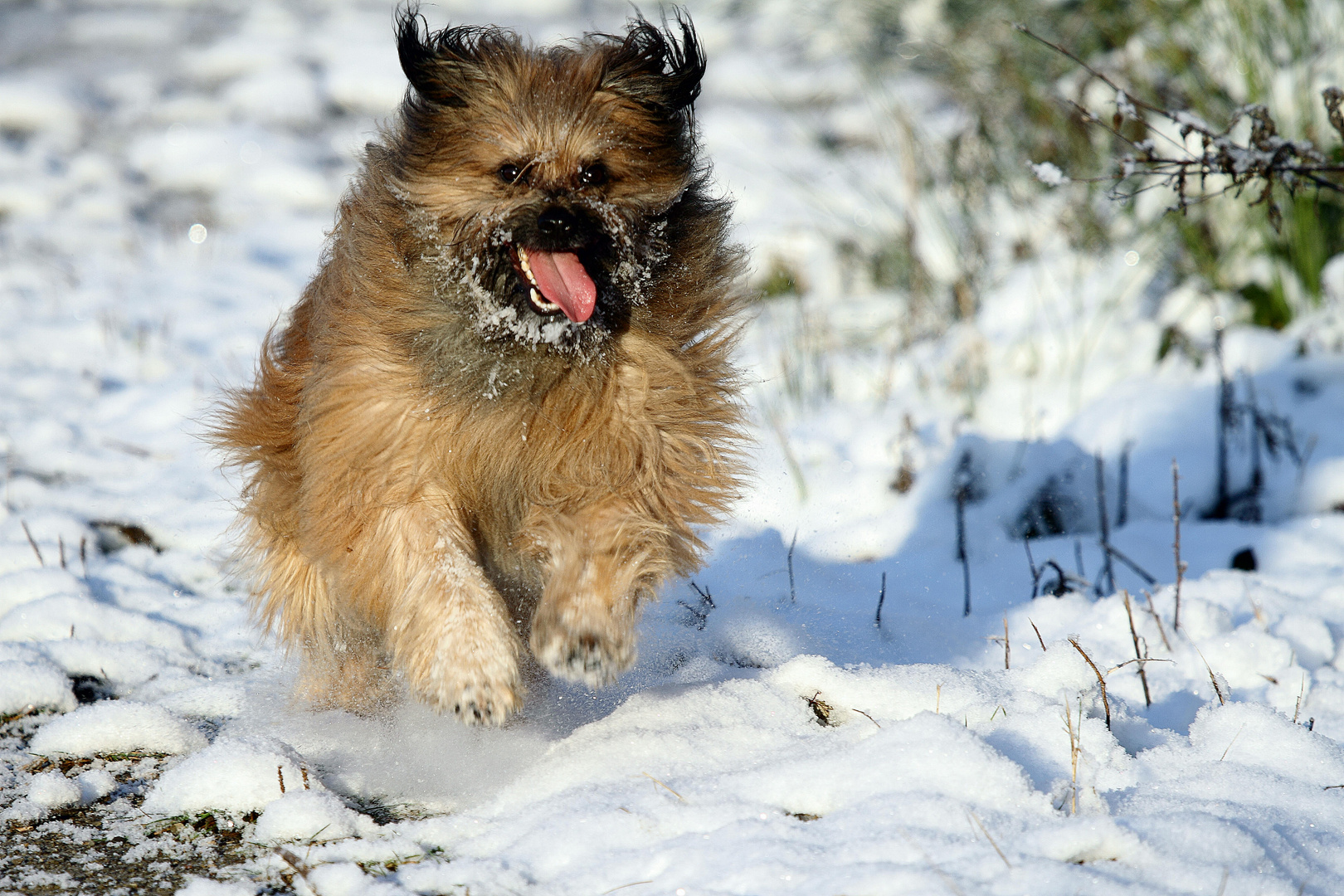 "Filou" ich mag den Schnee