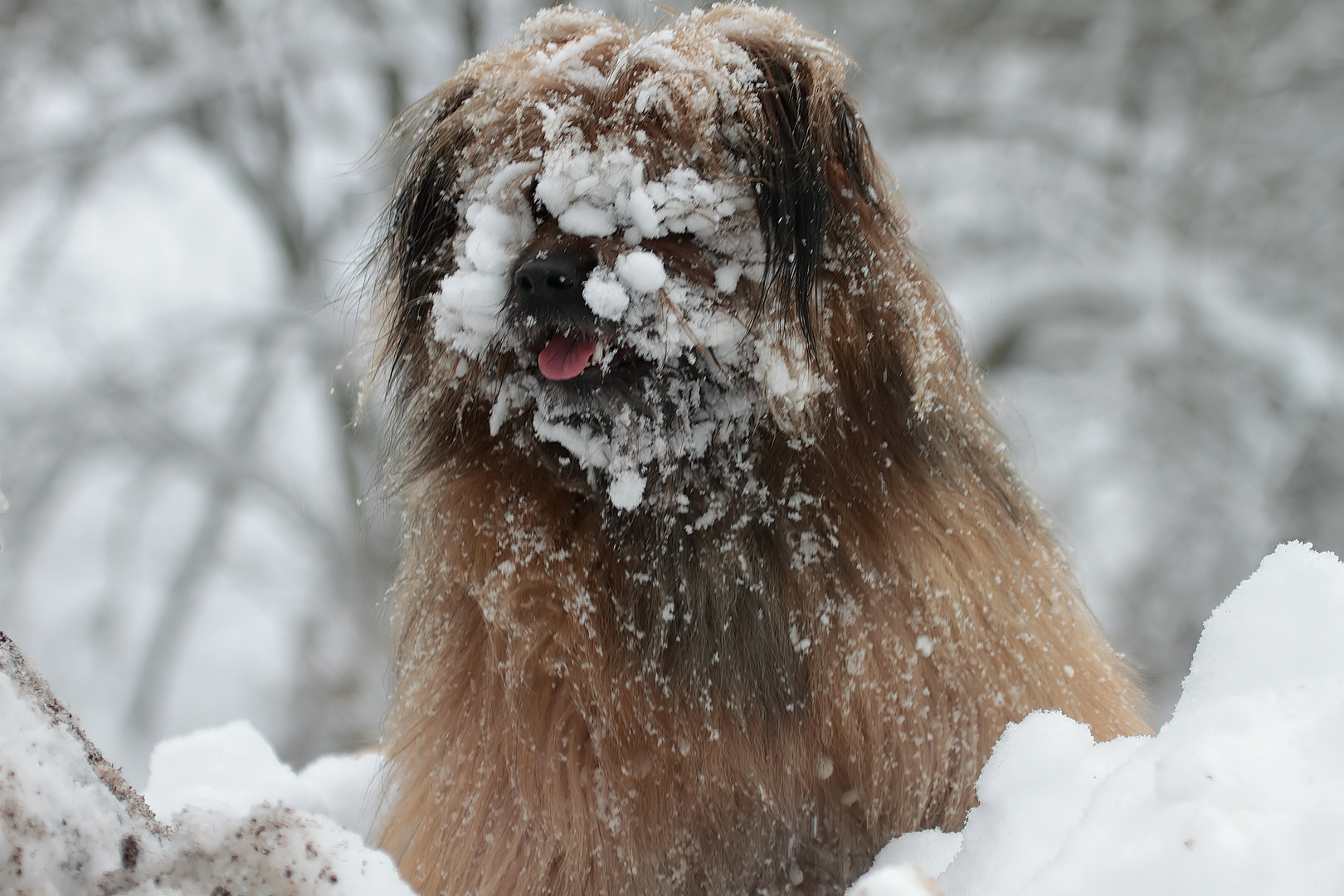 Filou II    "Schneeblind"      :-)