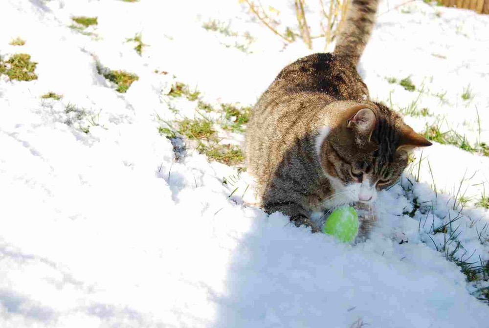 Filou im Schnee!