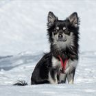 Filou im Schnee