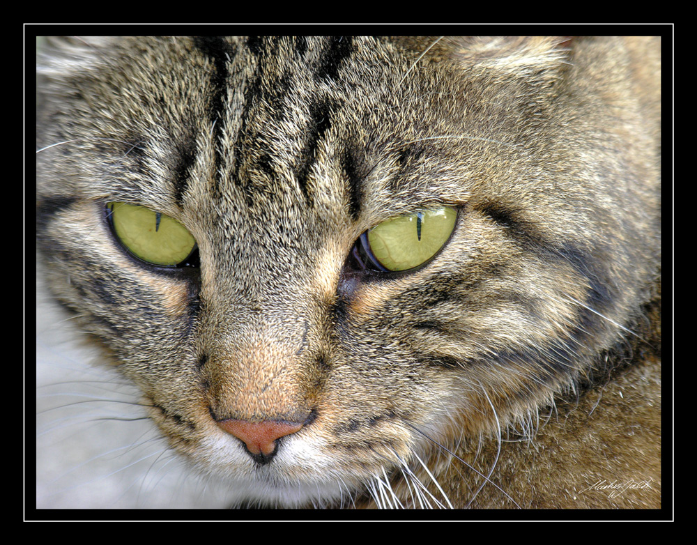 Filou IV - Hypnose auf Katzenart