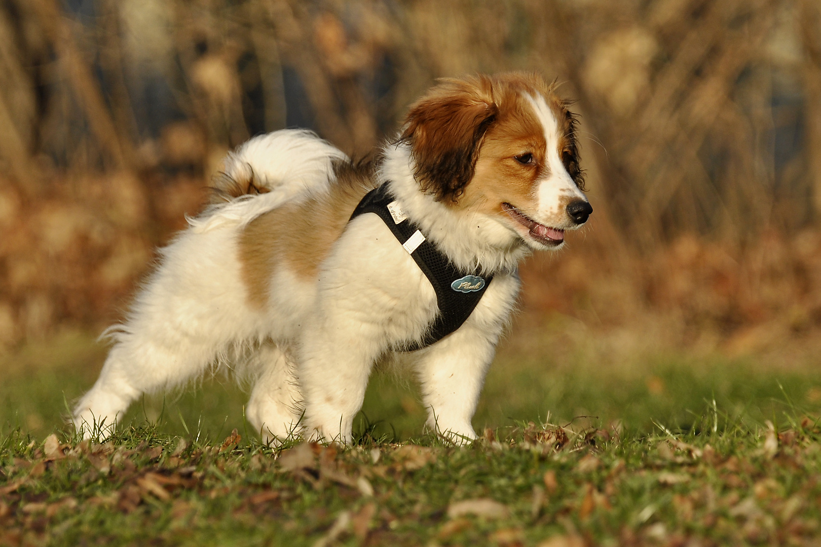 Filou (ohne Wizzard) Foto &amp; Bild tiere, haustiere, hunde Bilder auf