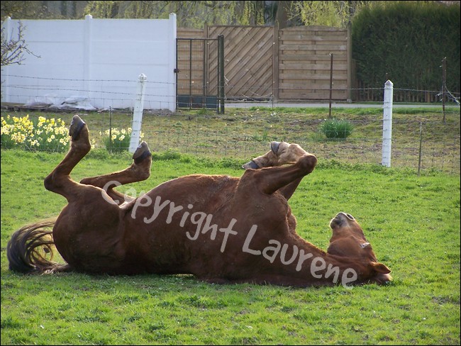 Filou - roulade