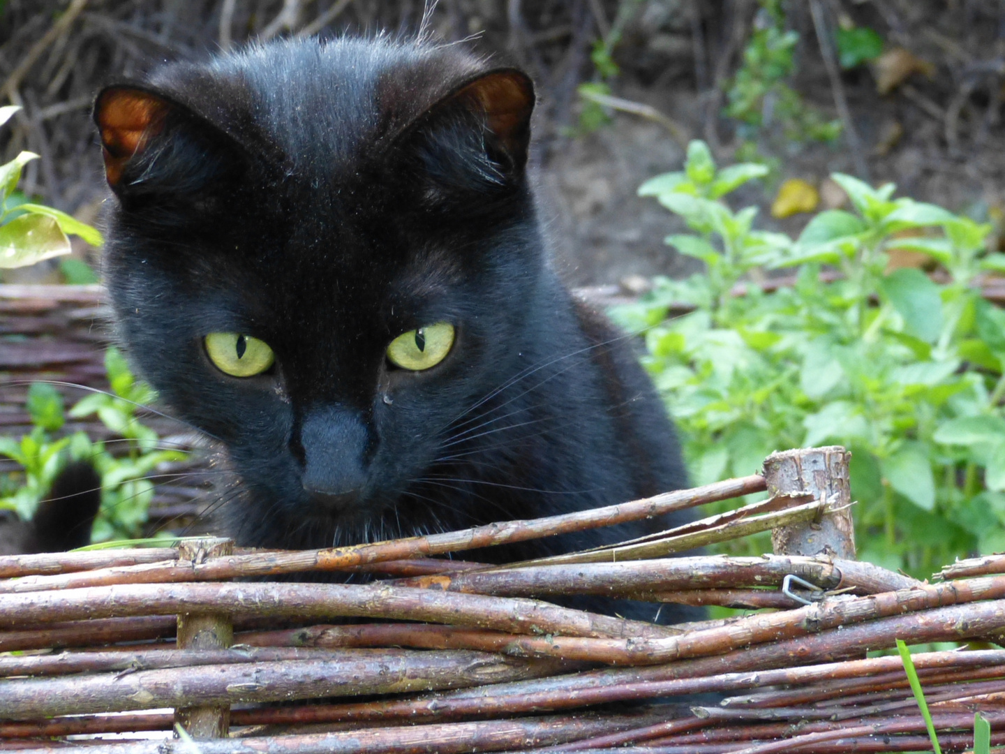 Filou - Teil 1: Der neugierige Kater BITTE UM ANMERKUNGEN/KRITIK