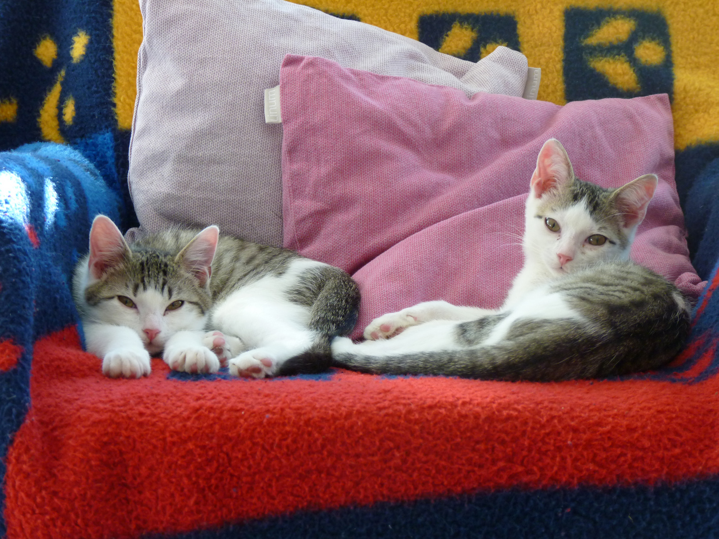 Filoú und Elvis, zwei Katzenkinder wachen auf.