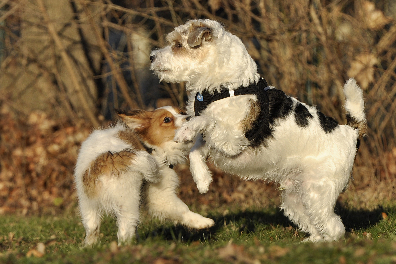 Filou und Wizzard