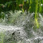 fils de dentelle accrochés à la paroi végétale