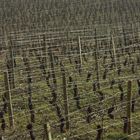 fils en vigne