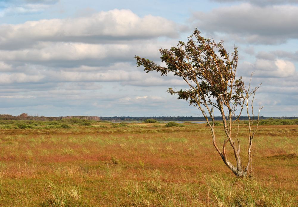 Filsö  - Jütland - Dänemark  