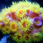 filter feeder tube coral