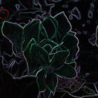 Filtered flower