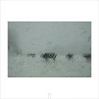 filters_9319 - nevica