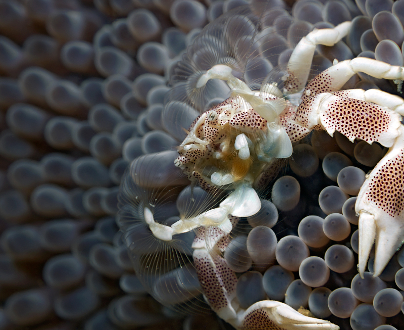 Filtrierender Punkttupfen-Anemonenkrebs