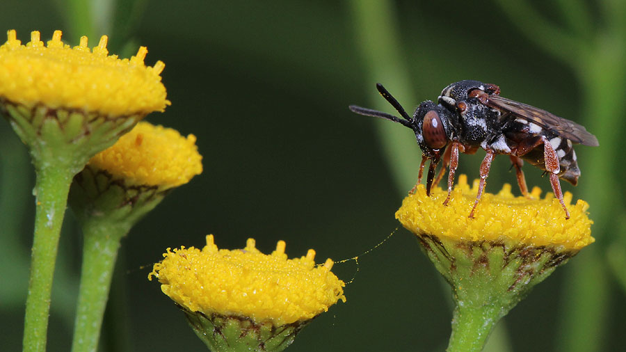 Filzbiene (Epeolus variegatus) auf Rainfarn