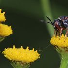 Filzbiene (Epeolus variegatus) auf Rainfarn