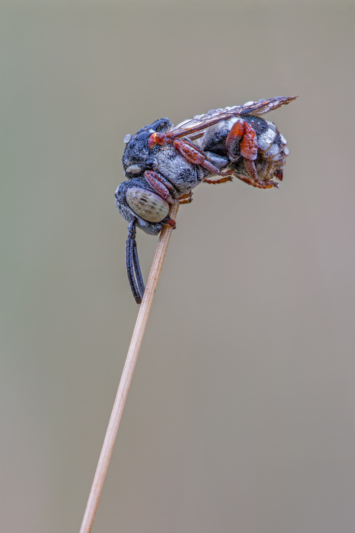 Filzbiene (Epeolus variegatus) M.