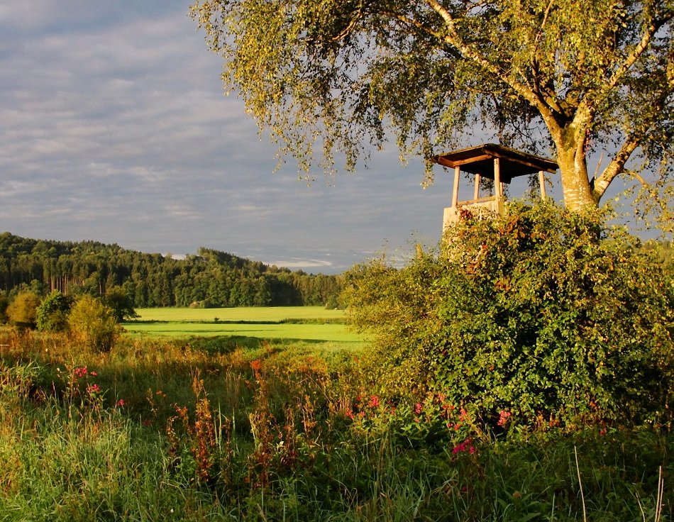 Filzen-Morgen-Licht