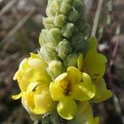 Filzige Königskerze 'Verbascum phlomoides'