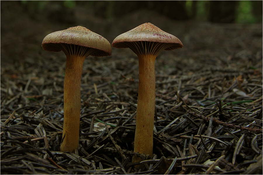 Filziger Gelbfuß (Chroogomphus helveticus)