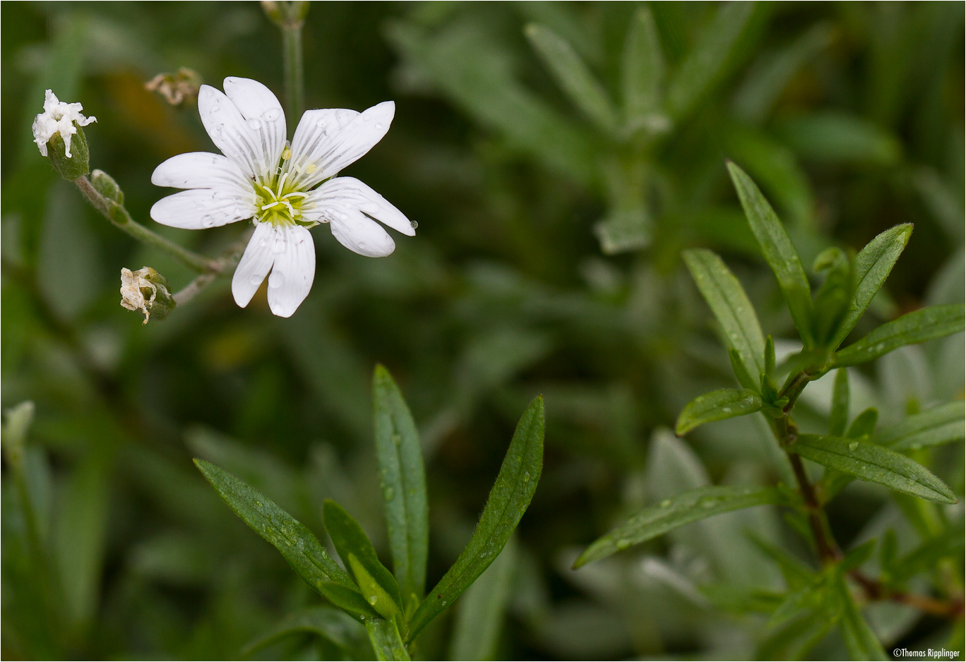 Filziges Hornkraut (Cerastium tomentosum)