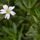 Filziges Hornkraut (Cerastium tomentosum)