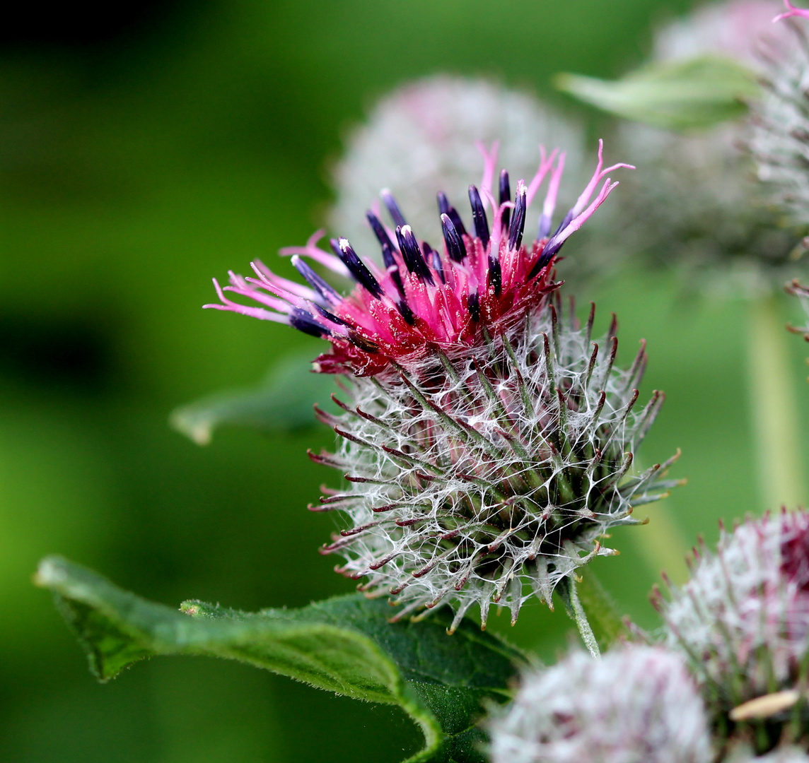 Filzklette ( Arctium tomentosum )