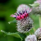 Filzklette ( Arctium tomentosum )