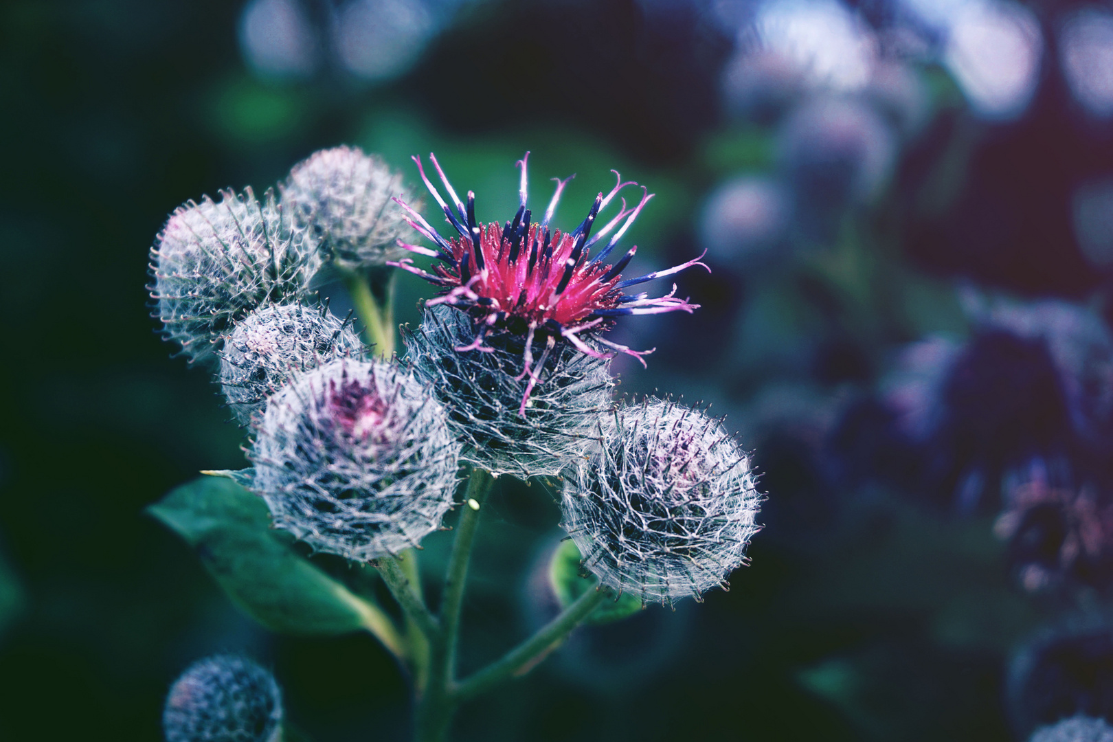 Filzklettenblüte in Pink