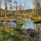 FILZWALD - Nationalpark Bayerischer Wald