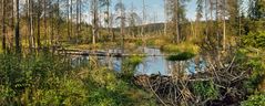 FILZWALD - Nationalpark Bayerischer Wald