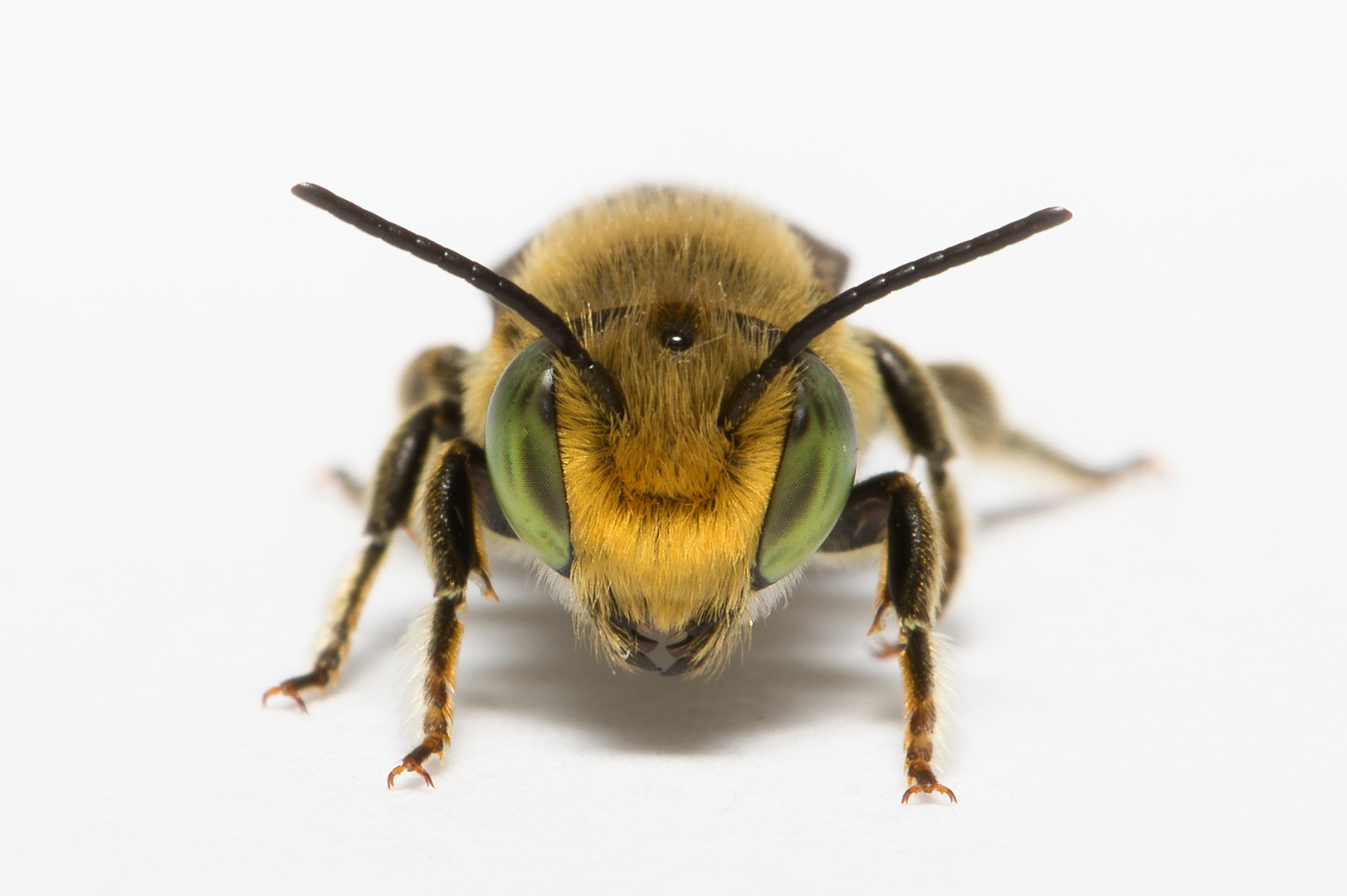 Filzzahn-Blattschneiderbiene (Megachile pilidens) Männchen