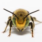 Filzzahn-Blattschneiderbiene (Megachile pilidens) Männchen