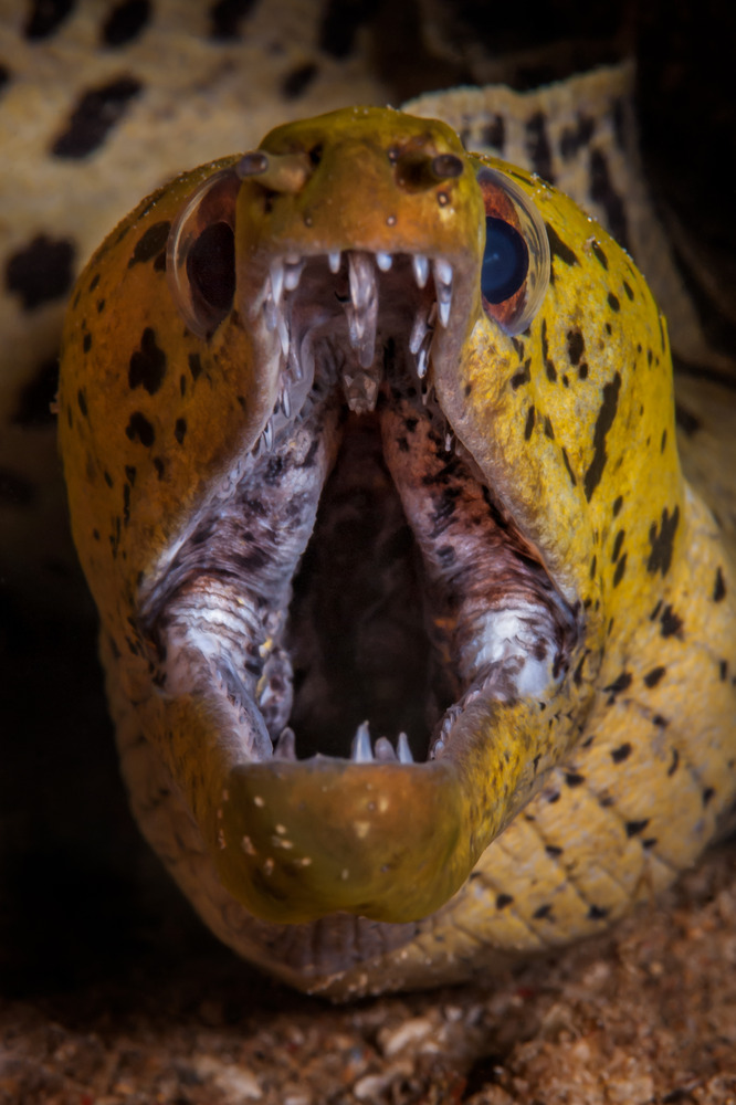 Fimbrated Moray Eel - Gymnothorax fimbriatus - Gelbkopf-Muräne