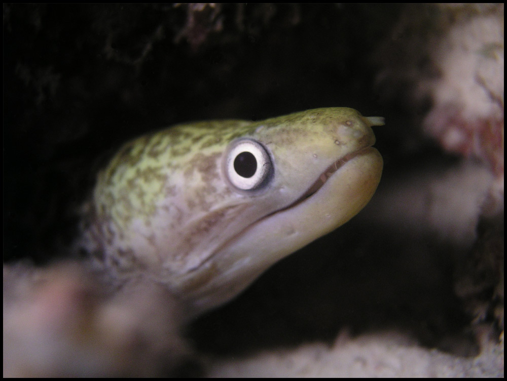 Fimbriated Moray Eel